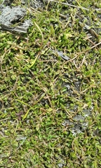 Crassula sinclairii