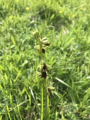 Ophrys insectifera