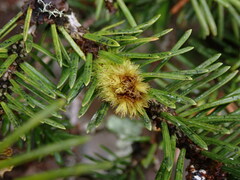 Plenogemma phyllantha