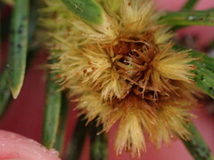 Plenogemma phyllantha