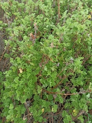 Pelargonium capitatum