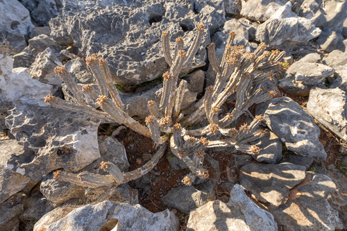 Euphorbia spiralis image