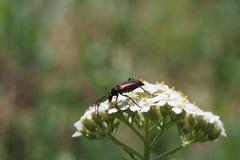 Lepturini