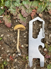 Agrocybe pediades