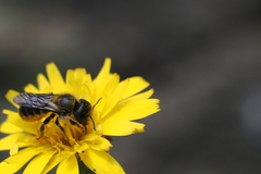 Osmia
