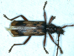 Phoracantha solida