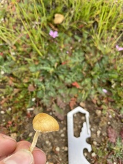 Agrocybe pediades
