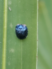 Hemisphaerota cyanea