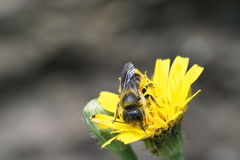 Osmia