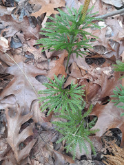 Dendrolycopodium