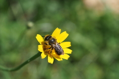 Osmia