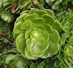 Aeonium canariense