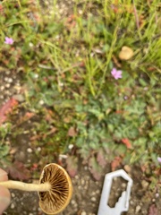 Agrocybe pediades