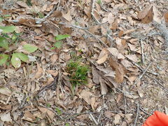 Xyris brevifolia