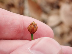 Xyris brevifolia