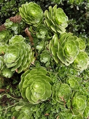 Aeonium canariense