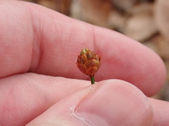 Xyris brevifolia