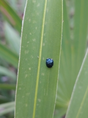 Hemisphaerota cyanea