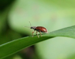 Phyllobius oblongus
