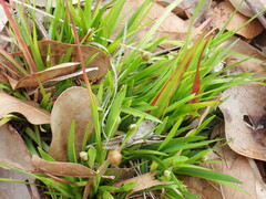 Xyris brevifolia