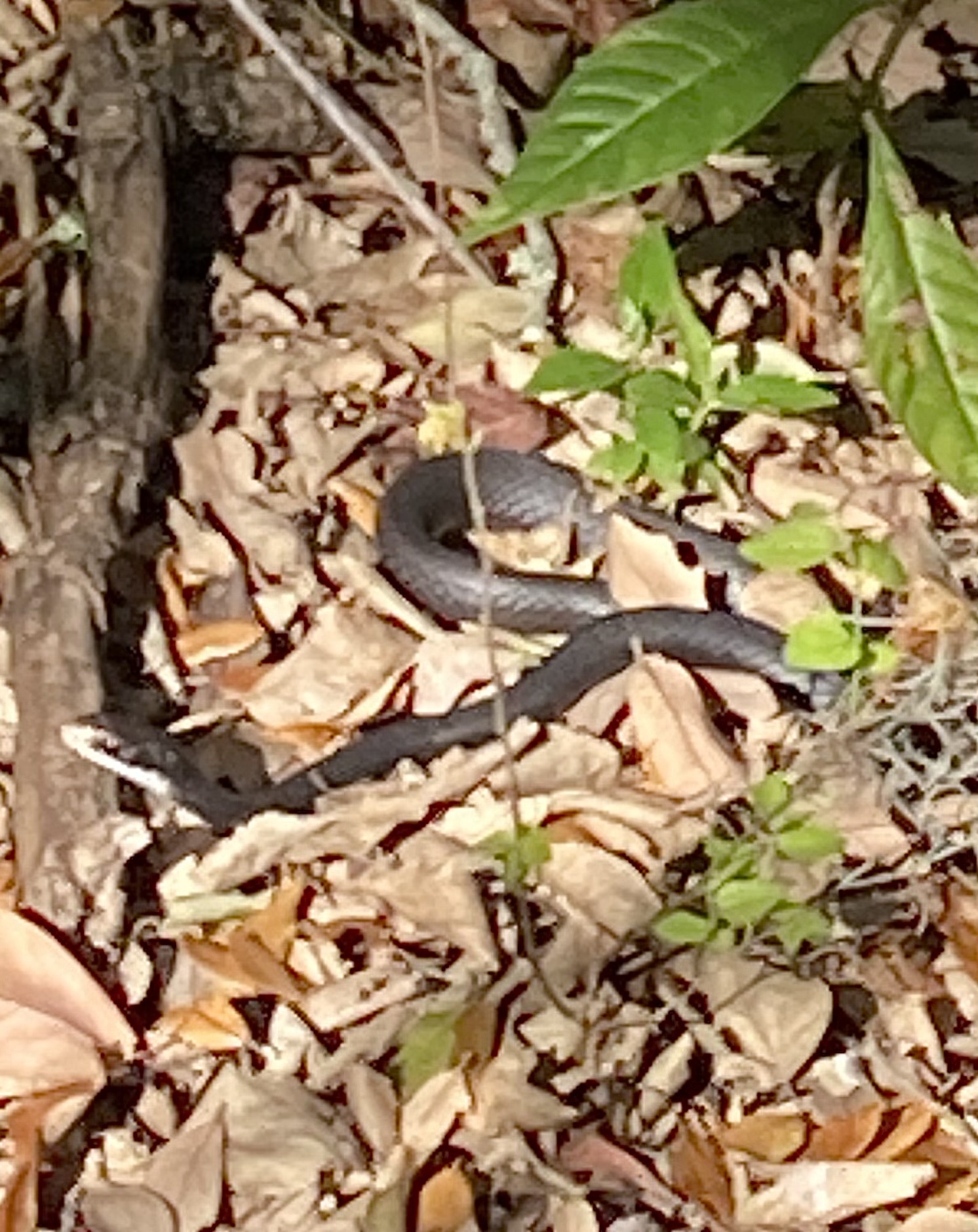 Coluber Constrictor Priapus Dunn & Wood, 1939