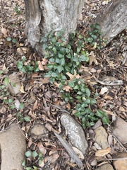 Trachelospermum asiaticum