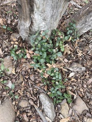 Trachelospermum asiaticum