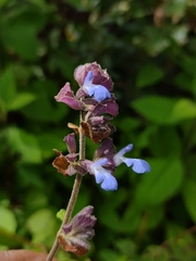 Salvia mocinoi