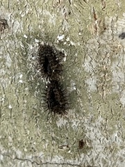 Chilocorus stigma
