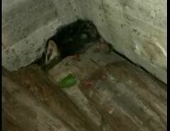 Didelphis pernigra