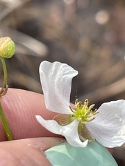 Sagittaria graminea