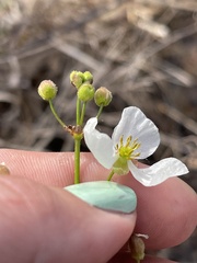 Sagittaria graminea