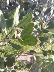 Feijoa sellowiana