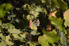 Vitis arizonica