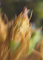 Hedwigia ciliata