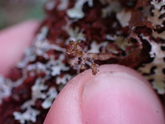 Tuckermanopsis chlorophylla