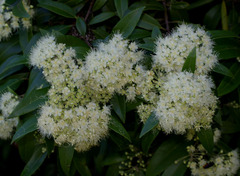Backhousia citriodora