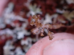 Tuckermanopsis chlorophylla