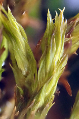 Hedwigia ciliata
