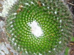 Mammillaria mystax