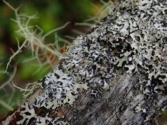 Hypogymnia hultenii