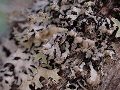 Hypogymnia hultenii