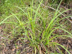 Carex lupuliformis
