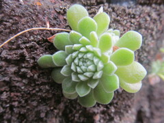 Sedum