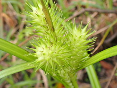 Carex lupuliformis