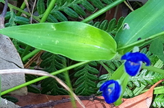 Commelina cyanea