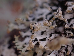 Hypogymnia hultenii