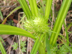 Carex lupuliformis
