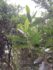 Caldcluvia paniculata