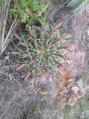 Ferocactus recurvus
